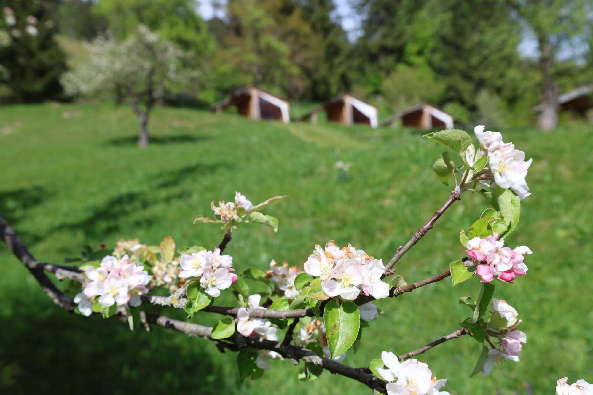 Willa Mountain View Glamping Dovje Zewnętrze zdjęcie