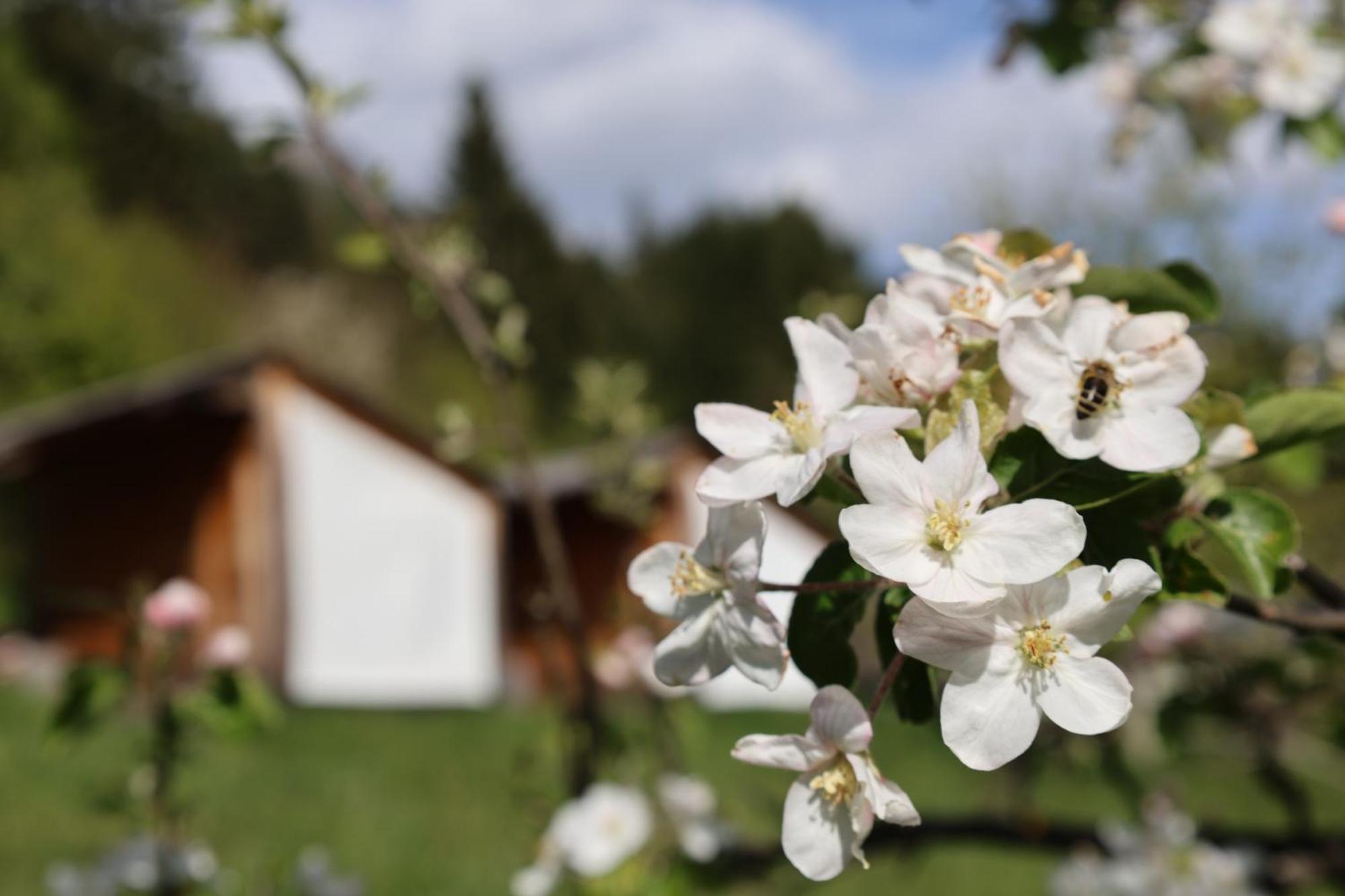 Willa Mountain View Glamping Dovje Zewnętrze zdjęcie